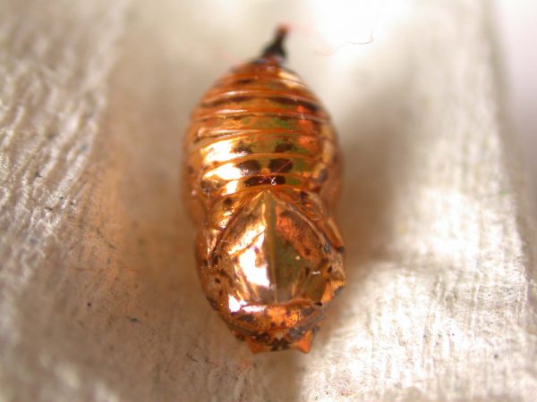 Napeogenes apulia pupa, KRW-46