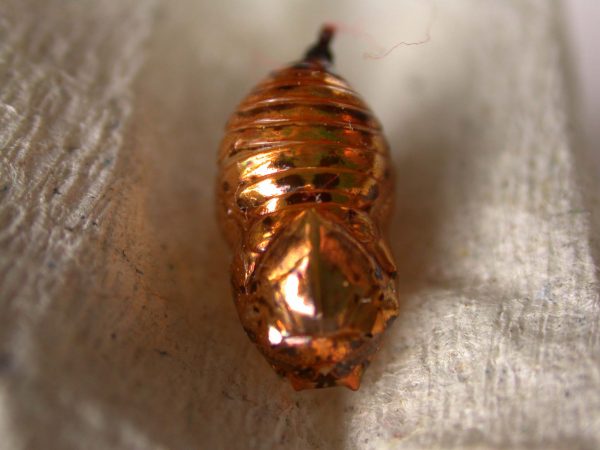 Napeogenes apulia pupa, KRW-46