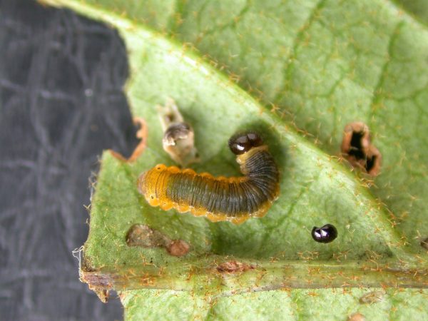 Oleria makrena 4th instar, KRW-57-1