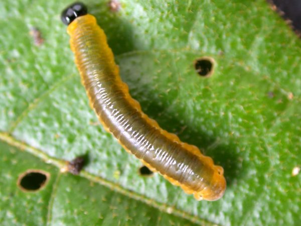 Oleria makrena 5th instar, KRW-57-3