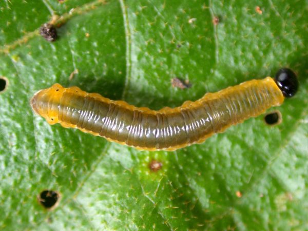 Oleria makrena 5th instar, KRW-57-3