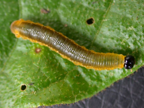 Oleria makrena 5th instar, KRW-57-3