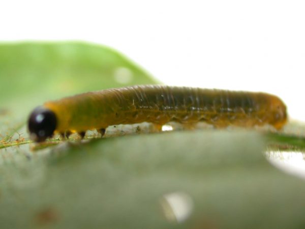 Oleria makrena 5th instar, KRW-57-3