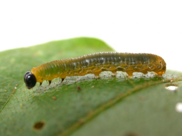 Oleria makrena 5th instar, KRW-57-3