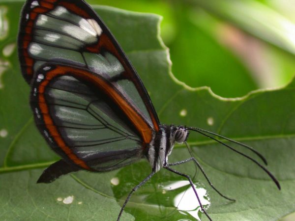 Oleria makrena adult, KRW-57-2