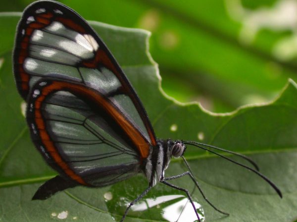 Oleria makrena adult, KRW-57-2