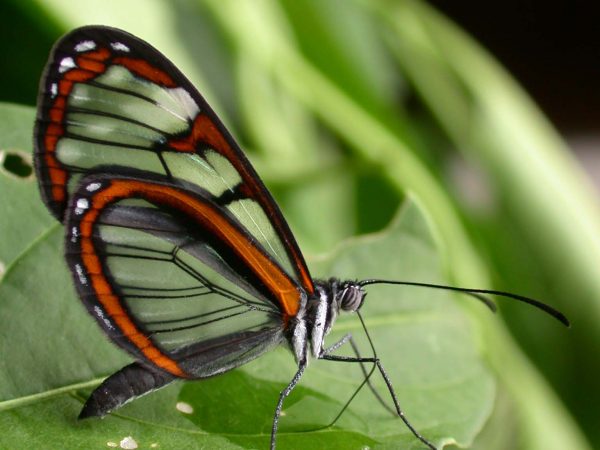 Oleria makrena adult, KRW-57-2