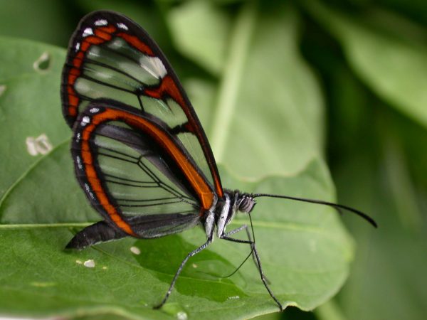 Oleria makrena adult, KRW-57-2