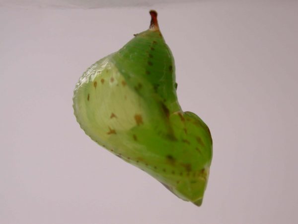 Oleria makrena pupa, KRW-57-1a