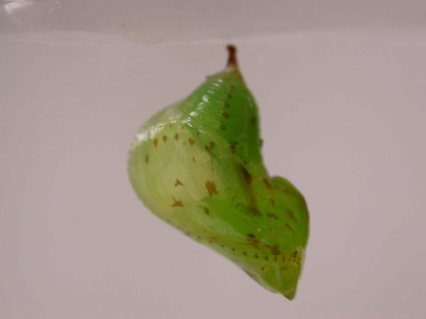 Oleria makrena pupa, KRW-57-1a