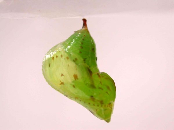 Oleria makrena pupa, KRW-57-1a