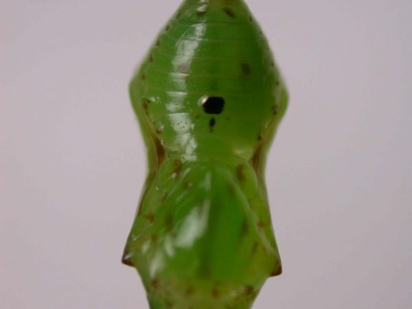 Oleria makrena pupa, KRW-57-1a