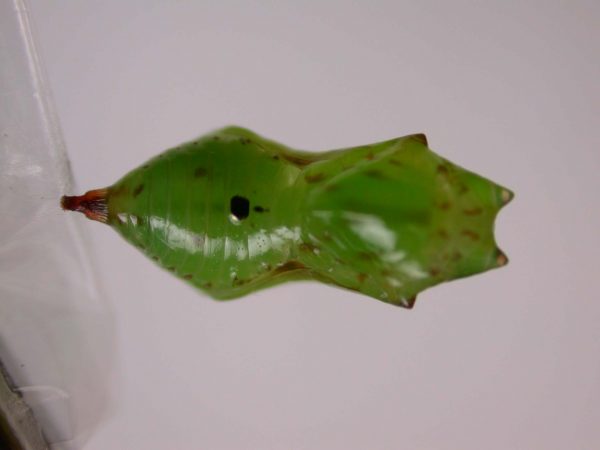 Oleria makrena pupa, KRW-57-1a