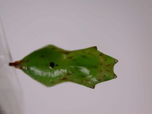 Oleria makrena pupa, KRW-57-1a