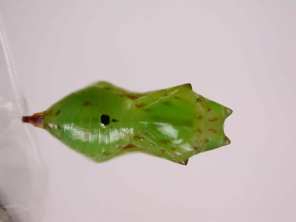 Oleria makrena pupa, KRW-57-1a