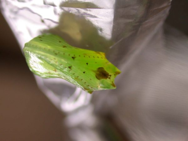 Oleria makrena pupa, KRW-57-1a