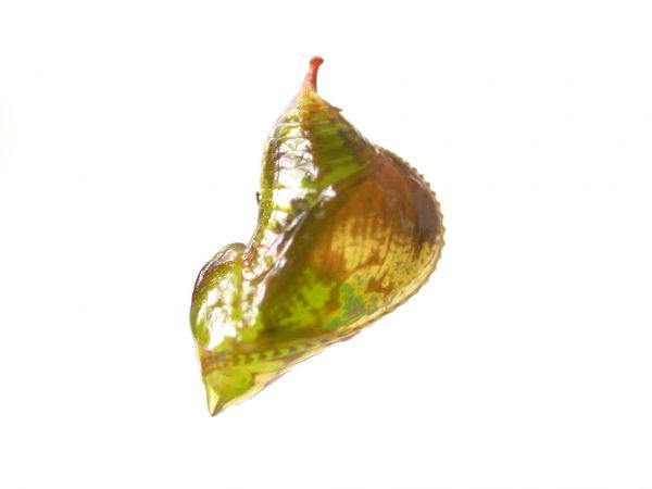 Oleria makrena pupa, KRW-57-1b