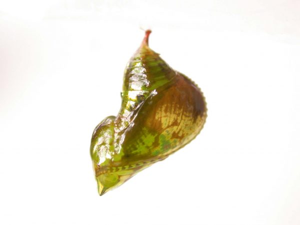 Oleria makrena pupa, KRW-57-1b