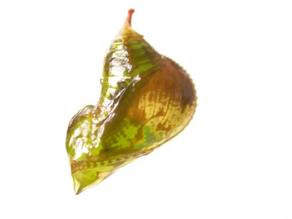 Oleria makrena pupa, KRW-57-1b