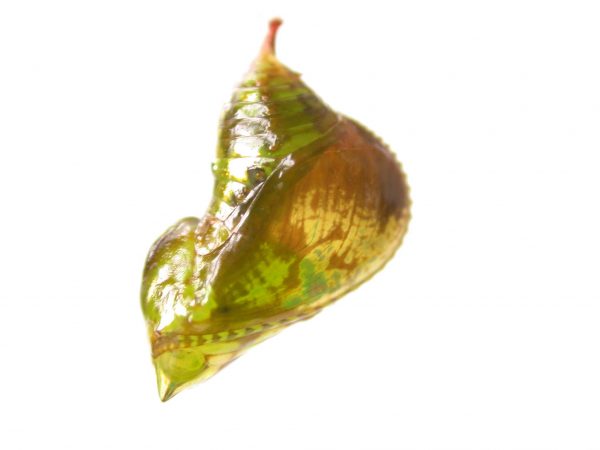 Oleria makrena pupa, KRW-57-1b