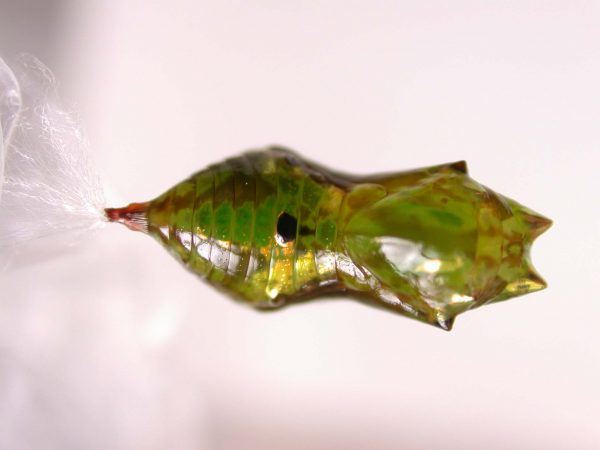Oleria makrena pupa, KRW-57-1b