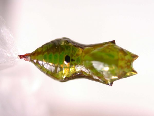 Oleria makrena pupa, KRW-57-1b