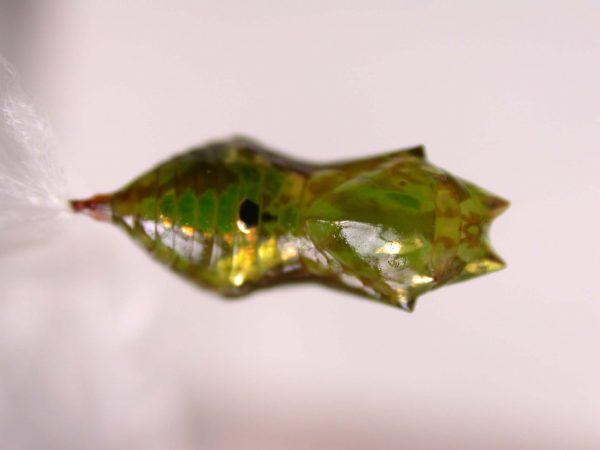 Oleria makrena pupa, KRW-57-1b