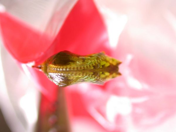 Oleria makrena pupa, KRW-57-1b