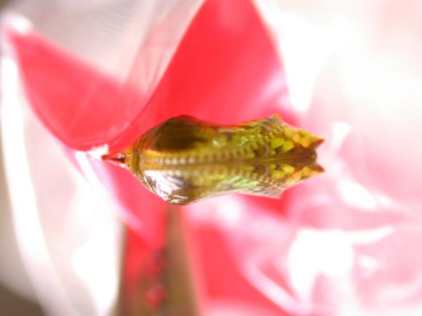 Oleria makrena pupa, KRW-57-1b