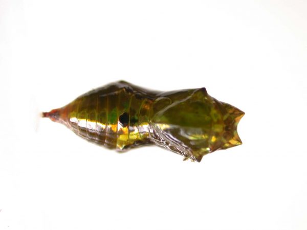 Oleria makrena pupa, KRW-57-1b