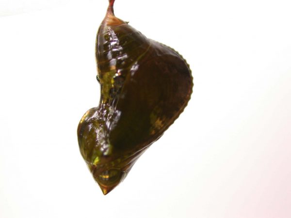 Oleria makrena pupa, KRW-57-1b