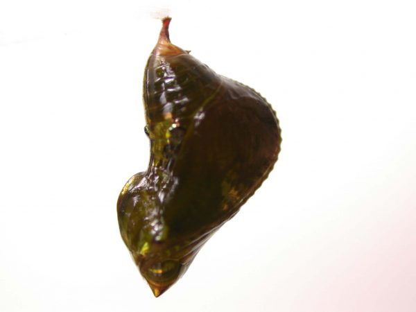 Oleria makrena pupa, KRW-57-1b