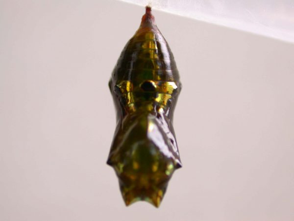 Oleria makrena pupa, KRW-57-2