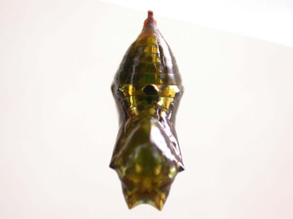 Oleria makrena pupa, KRW-57-2