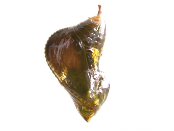 Oleria makrena pupa, KRW-57-2