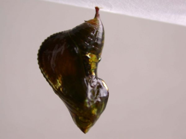 Oleria makrena pupa, KRW-57-2