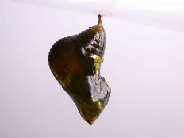 Oleria makrena pupa, KRW-57-2