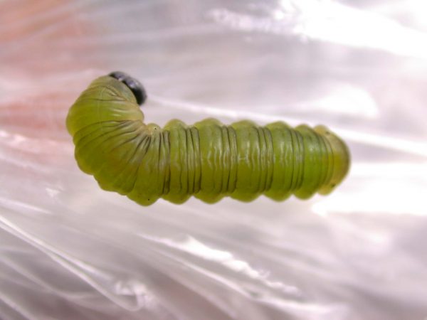 Oleria makrena prepupa, KRW-57-1