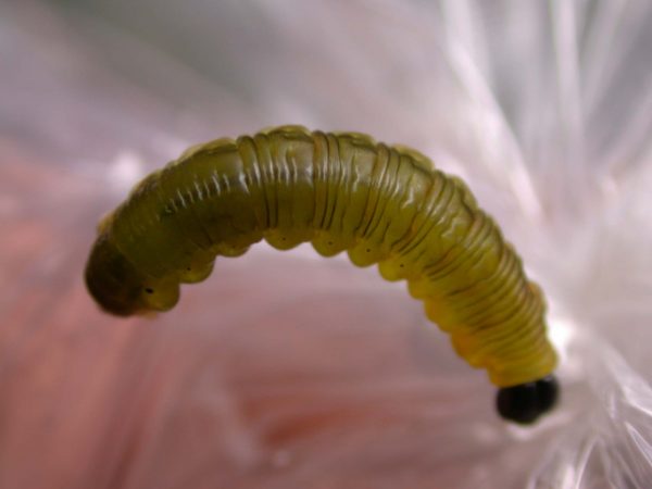 Oleria makrena prepupa, KRW-57-1