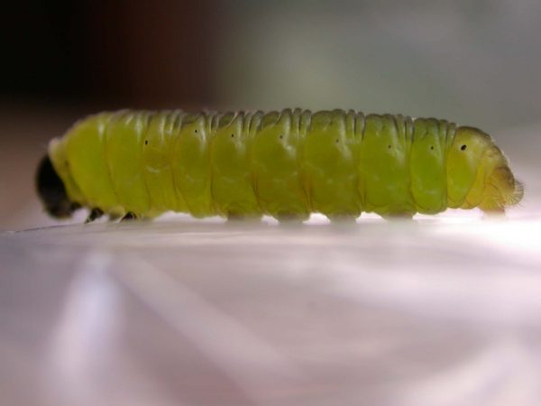 Oleria makrena prepupa, KRW-57-1