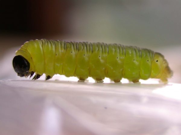 Oleria makrena prepupa, KRW-57-1