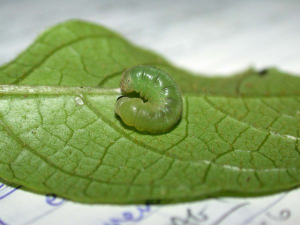 Oleria makrena prepupa, KRW-57-3