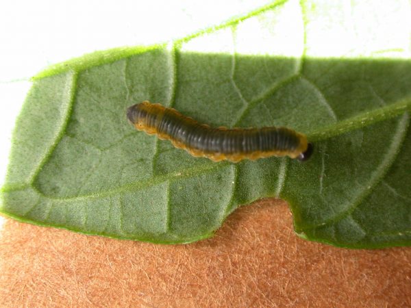 Oleria fasciata 3rd instar, KRW-175