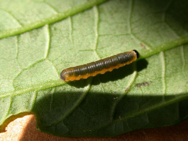 Oleria fasciata 3rd instar, KRW-175