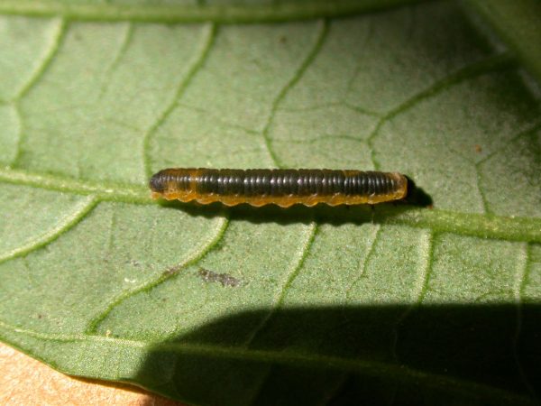 Oleria fasciata 3rd instar, KRW-175