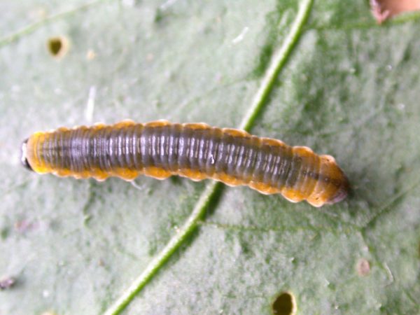 Oleria fasciata 4th instar, KRW-175