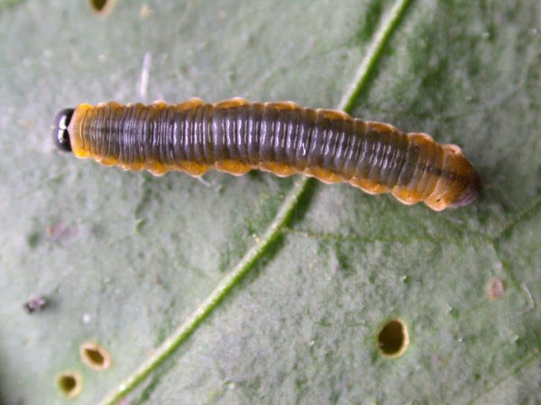 Oleria fasciata 4th instar, KRW-175