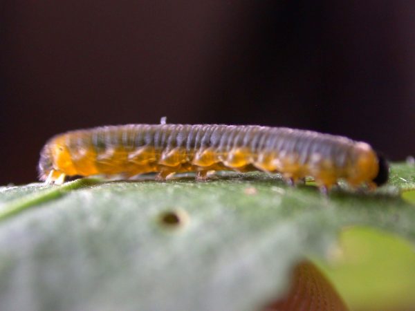 Oleria fasciata 4th instar, KRW-175