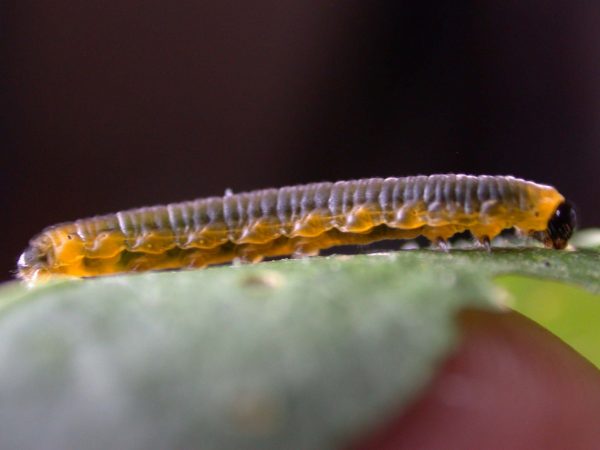 Oleria fasciata 4th instar, KRW-175