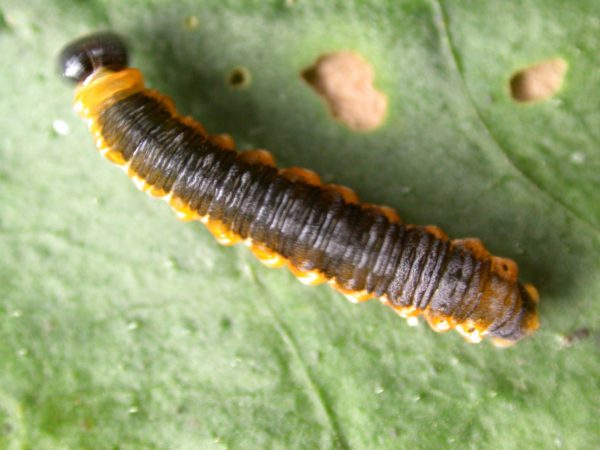 Oleria fasciata 5th instar, KRW-175